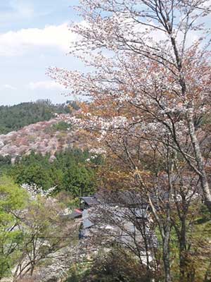 太鼓判本館周辺の桜